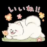Samoyed-san in Spring