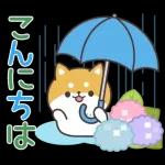 飛びだす！お返事シバイヌくん（雨の日）