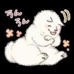 Samoyed-san in Spring