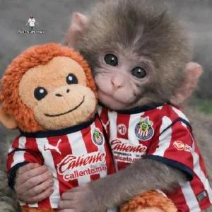 Caliente.mx - getsticker.com