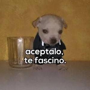 aceptalo, te fascino. - getsticker.com