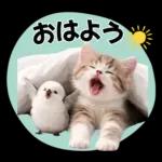 仲良し♡シマエナガと子猫ちゃん