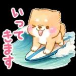 大人の夏❤️いやしばいぬ❤️柴犬