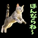 島根出雲弁☆にゃんこ