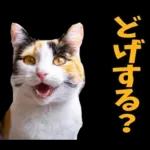 島根出雲弁☆にゃんこ