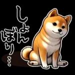 柴犬ワンダフル！！！！！