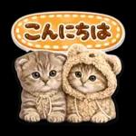 かわいい猫の写真 ぷくぷく