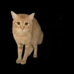 チャイさんの日常