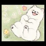Samoyed-san in Spring