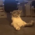 котики