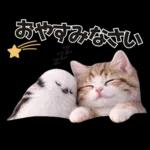 仲良し♡シマエナガと子猫ちゃん