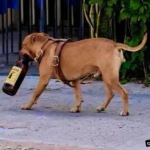 LAGER - getsticker.com