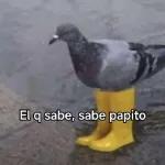 El q sabe, sabe papito
