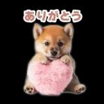 リアクションする柴犬【連絡用・日常会話】