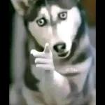 que chistosa es la gente color carton