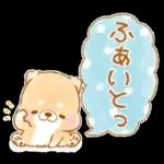 初夏❤️いやしばいぬ❤️16/柴犬