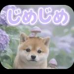 とびだす★夏 柴犬★わんこ♡犬