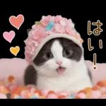 可愛いハチワレ猫 春の思いやり 敬語