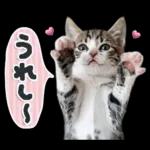 ねこちぃず♡梅雨〜初夏ver