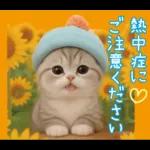 スコティッシュ猫 カラフル帽 夏 敬語