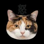 意外と使える！ネガティブなタイプの猫たち