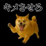 ガンギマリの柴犬＠エロ・日常会話