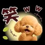 【秋冬】ずっと使える❤️日常会話 トイプー