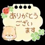 初夏❤️いやしばいぬ❤️16/柴犬