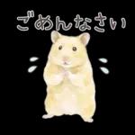 ゴールデンハムスター♡キンクマ