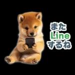 リアクションする柴犬【連絡用・日常会話】