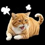 リアルな猫の敬語