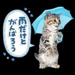 ねこちぃず♡梅雨〜初夏ver