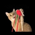 チャイさんの日常