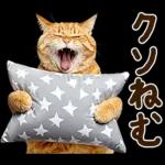 うんこ★リアルな猫