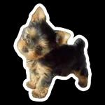 Stickers para añadir color a tus conversaciones