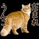 うんこ★リアルな猫