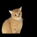 チャイさんの日常