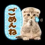 かわいい猫の写真 ぷくぷく