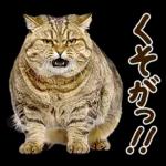 うんこ★リアルな猫