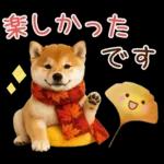 大人かわいい秋の癒し柴犬