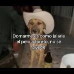 chavo 