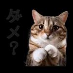 意外と使える！ネガティブなタイプの猫たち