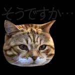 意外と使える！ネガティブなタイプの猫たち