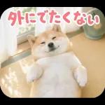 とびだす★夏 柴犬★わんこ♡犬