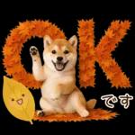 大人かわいい秋の癒し柴犬