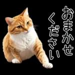 リアルな猫の敬語