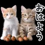 リアルな子猫ミーム（秋ハロウィン）