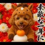 ウマの着ぐるみトイプードル【午年/2026】
