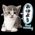 ねこちぃず♡梅雨〜初夏ver