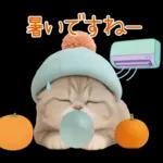 スコティッシュ猫 カラフル帽 夏 敬語